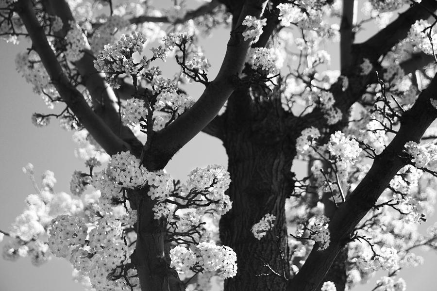 As Your Lips Touched My Cheek Photograph by Laurie Search As Your Lips Touched My Cheek Photograph by Laurie Search
