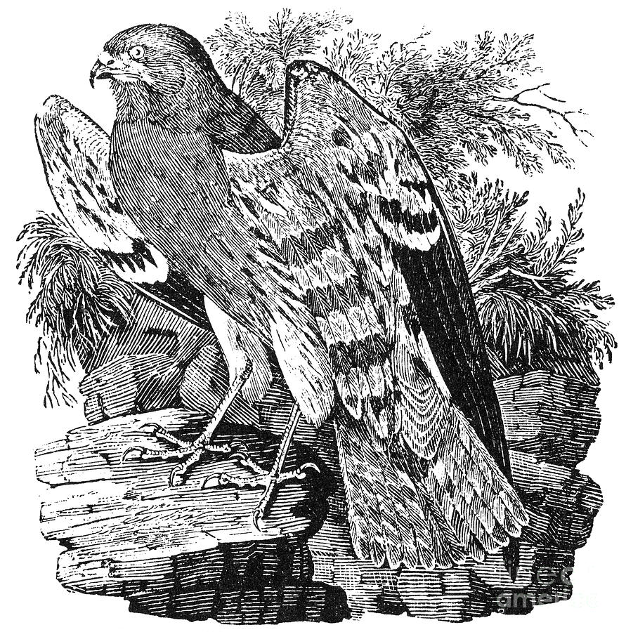 Ash-colored Falcon Photograph by Granger
