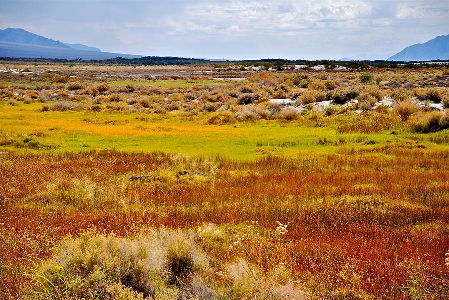 Ash Meadow Preserve - Nevada Photograph by Liz Vernand