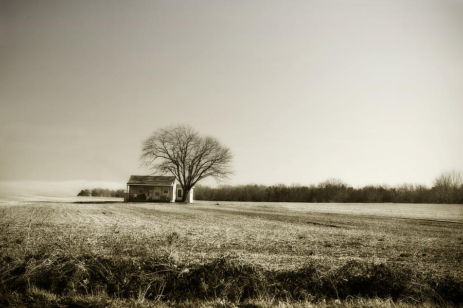 Tree Photograph - Ashland Farm -2 by Alan Hausenflock