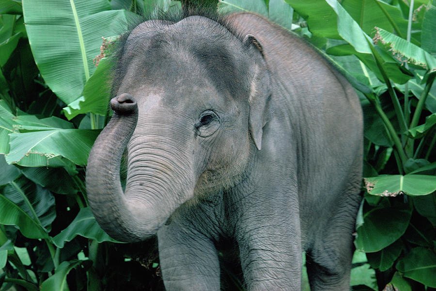 Asian Elephant Elephas Maximus Baby Photograph by Gerry Ellis