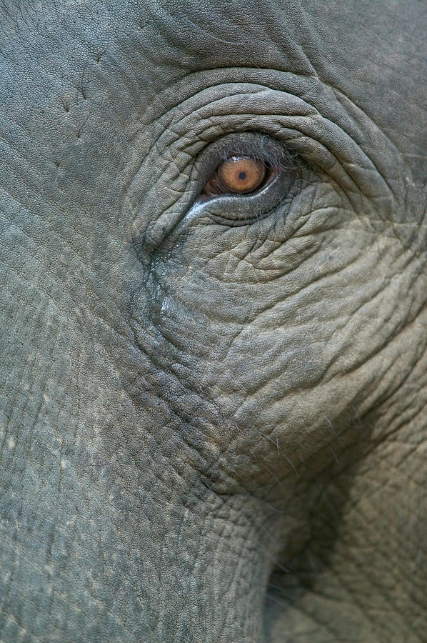 Asian Elephant Elephas Maximus Eye Photograph by Cyril Ruoso