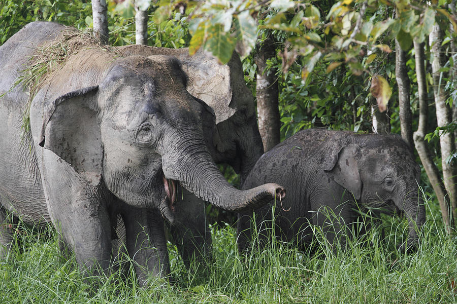 Asian Elephant Elephas Maximus Mother Photograph by Hiroya Minakuchi