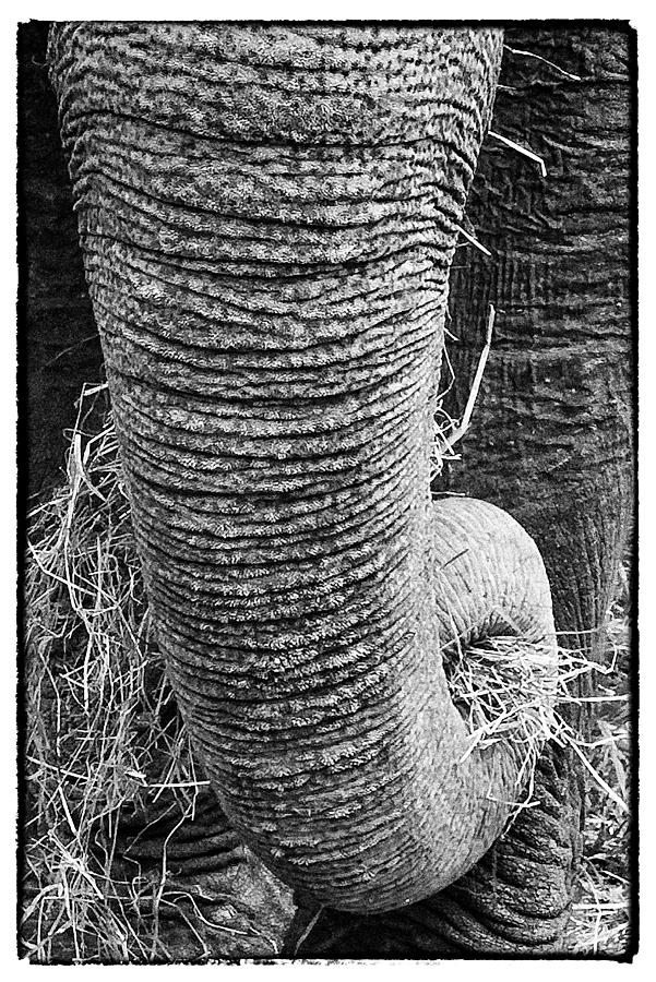 Asian Elephant Trunk Photograph by Perla Copernik