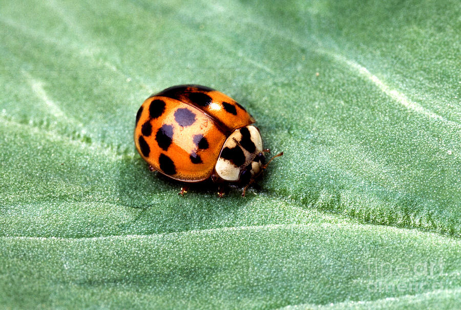Asian Multicolored Lady Beetle Photograph by Science Source