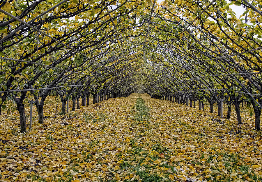 Asian pear trees Photograph by Sami Martin