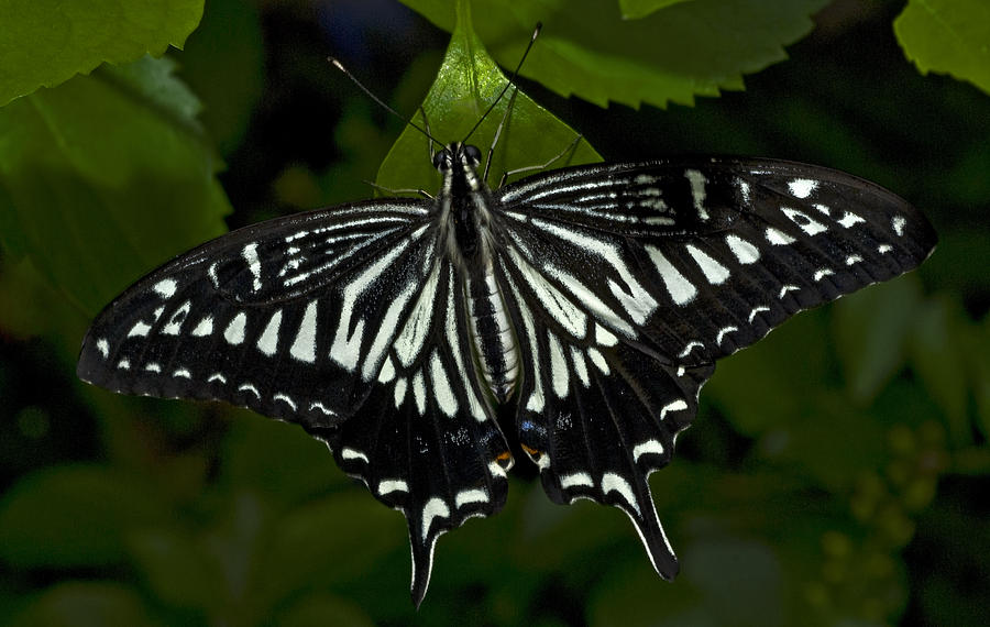 Asian Swallowtail Butterfly Photograph by Murray Bloom