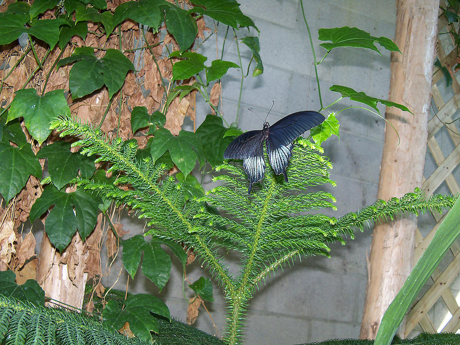 Asian Swallowtail Butterfly1 Photograph by Corinne Elizabeth Cowherd