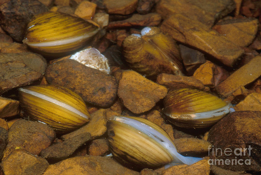 Asiatic Clam Photograph by Dante Fenolio | Fine Art America