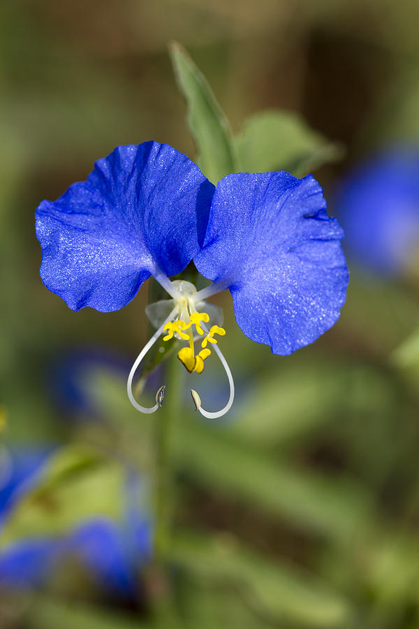 Commelina communis (Asiatic Dayflower) Information and Photos