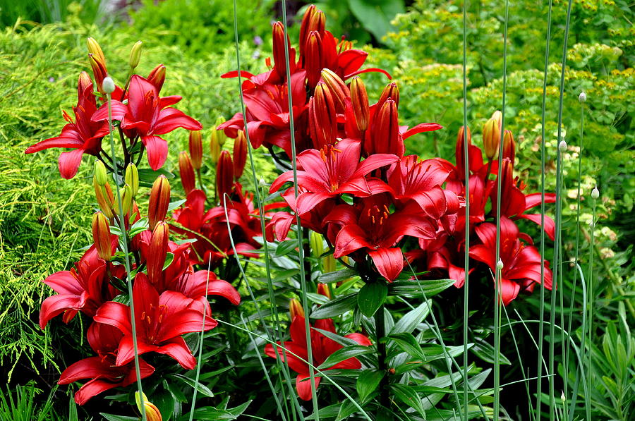 Asiatic Lilies 2 Photograph by Tatyana Searcy
