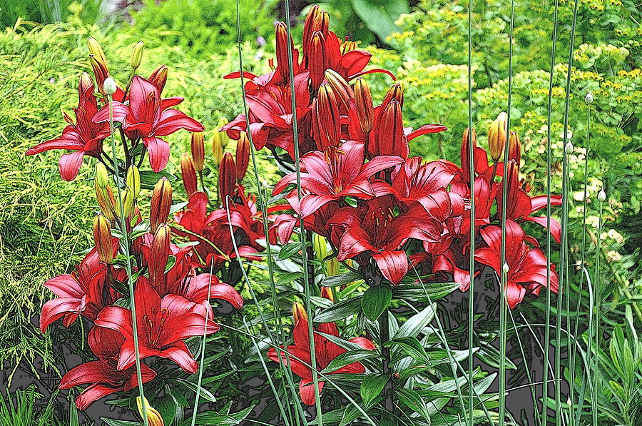 Asiatic Lilies 3 Photograph by Tatyana Searcy