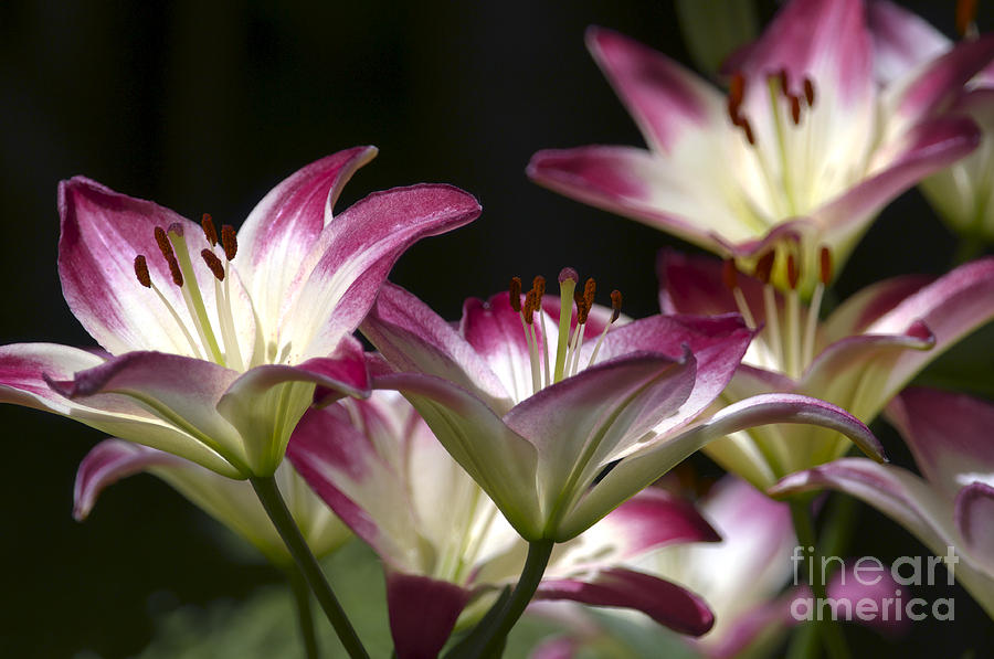 Asiatic Lilies Photograph by Sharon Talson
