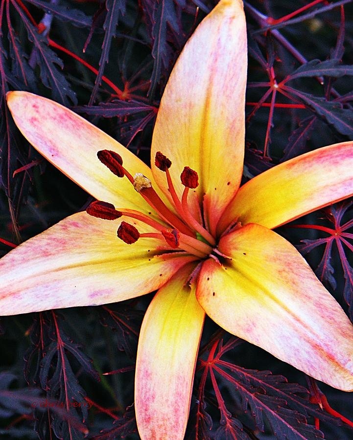 Asiatic Lily and Japanese Maple Photograph by Chris Berry