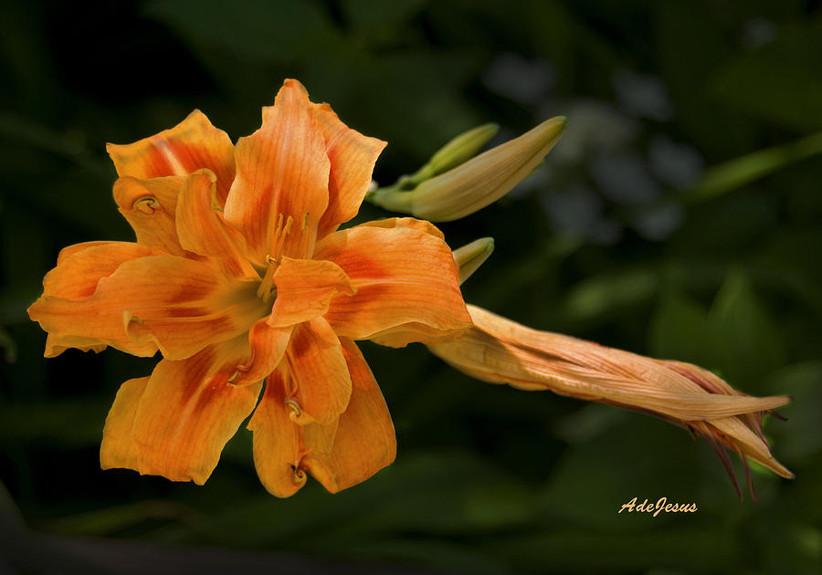 Asiatic Lily Photograph by Angelito De Jesus
