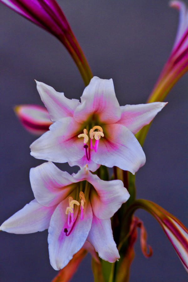 Asiatic Lily Photograph by Bill Barber
