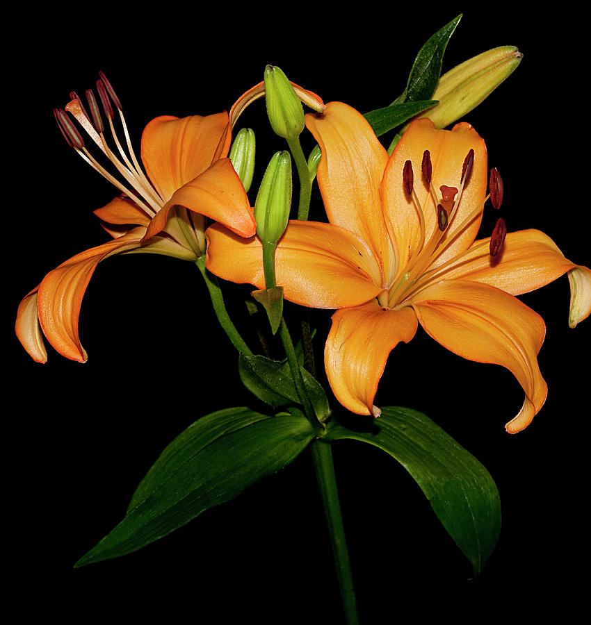 Asiatic Lily Photograph by Carolyn Marshall
