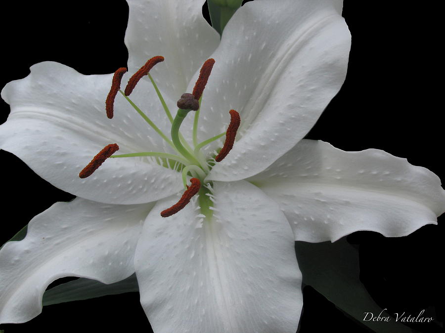Asiatic Lily Photograph by Debra     Vatalaro