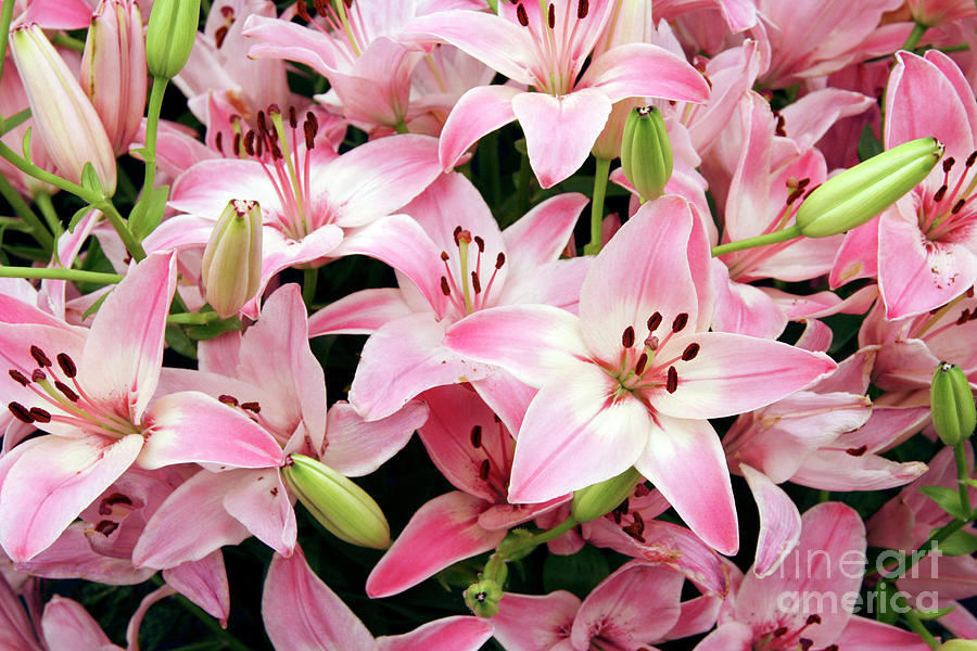 Asiatic Lily (lilium 'vermeer') Photograph by Cordelia Molloy | Fine ...