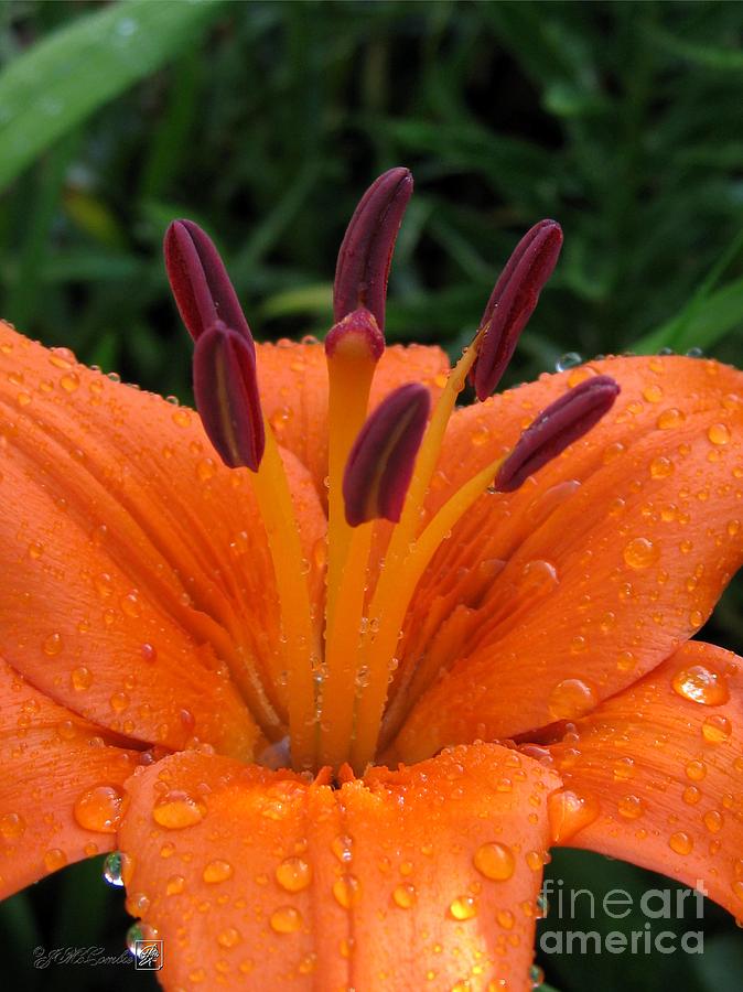 Asiatic Lily named Brunello Photograph by J McCombie