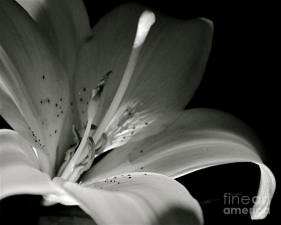 Flowers Still Life Photograph - Asiatic Lily by Sue Stefanowicz