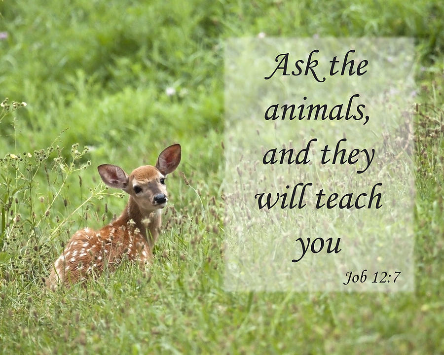 Ask the Animals Photograph by Jeannette Hunt