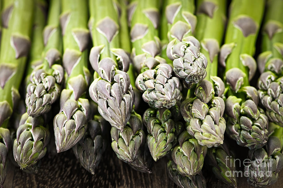 Asparagus Photograph - Asparagus 3 by Elena Elisseeva