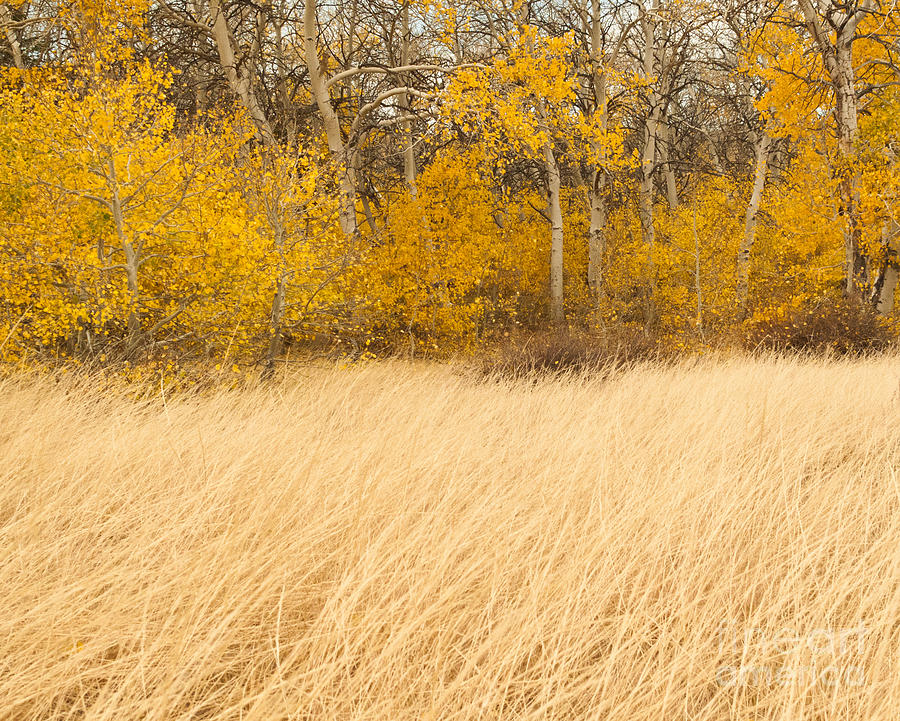 Aspen and Grass Photograph by L J Oakes