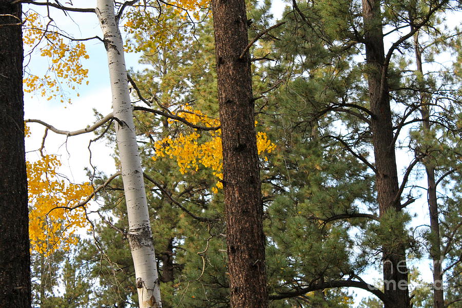 Aspen and Pine Trees Photograph by Pamela Walrath