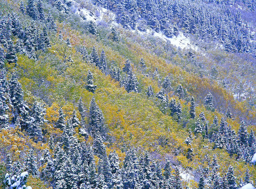 Aspen And Spruce Trees Dusted With Snow Photograph by Tim Fitzharris