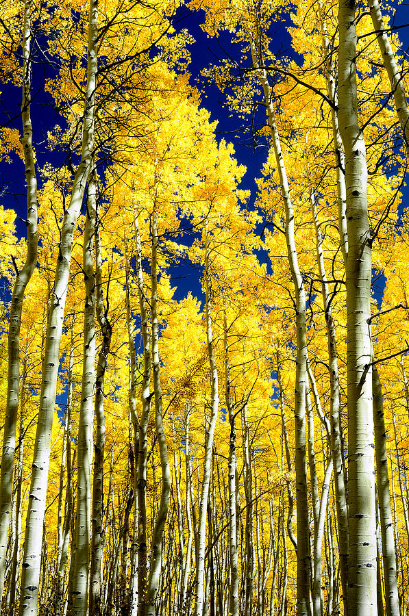 Aspen Autumn Photograph by The Forests Edge Photography - Diane Sandoval