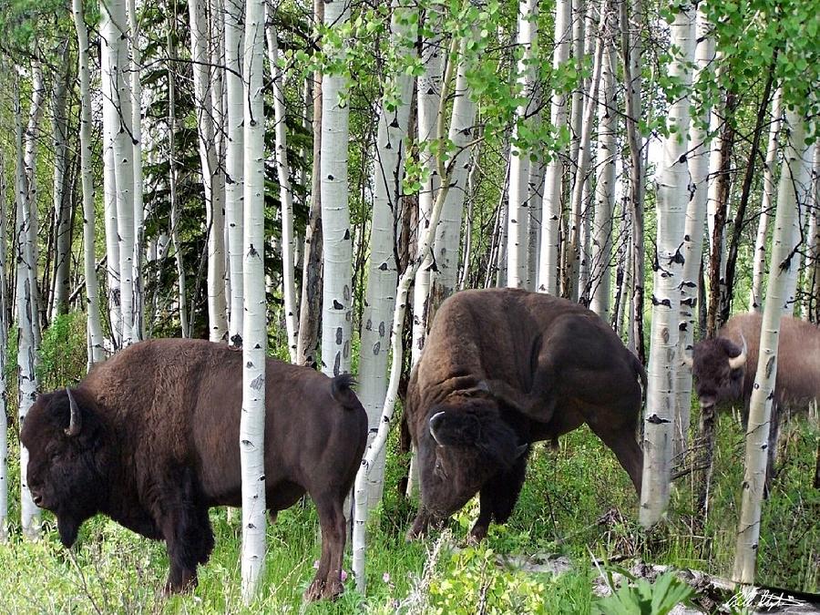 Bison Photograph - Aspen Bison by Bill Stephens Bison Photograph - Aspen Bison by Bill Stephens