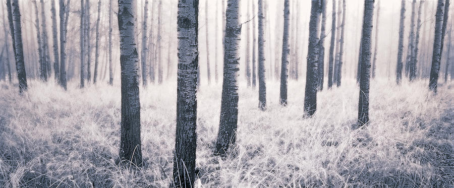 Aspen Forest Photograph by Darwin Wiggett