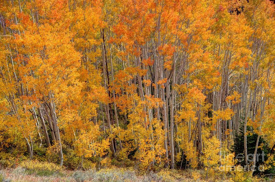 Aspen Forest In Fall - Wasatch Mountains - Utah Photograph