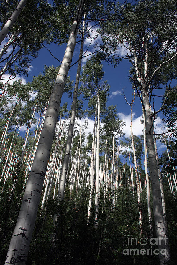 Aspen Forest Photograph by Juan Romagosa | Fine Art America