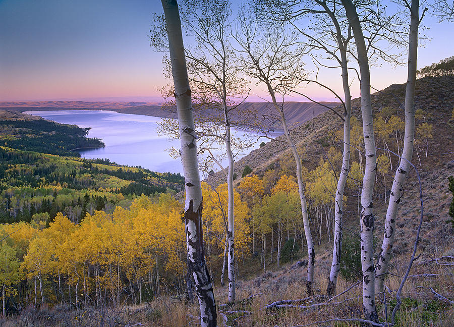 Aspen Forest Overlooking Fremont Lake Photograph by Tim Fitzharris