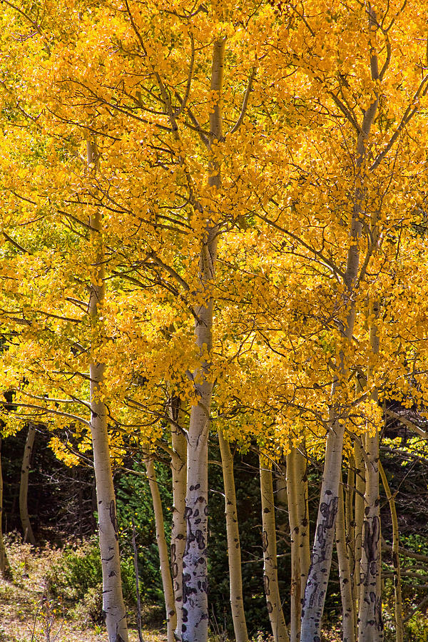Fall Photograph - Aspen Gold Portrait by James BO Insogna