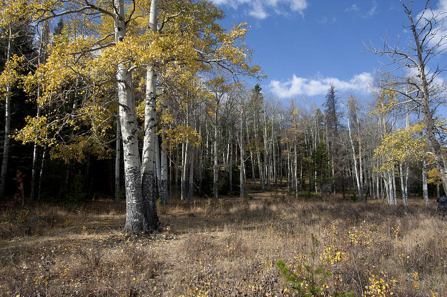 Aspen Grove Photograph by Anne Rodkin