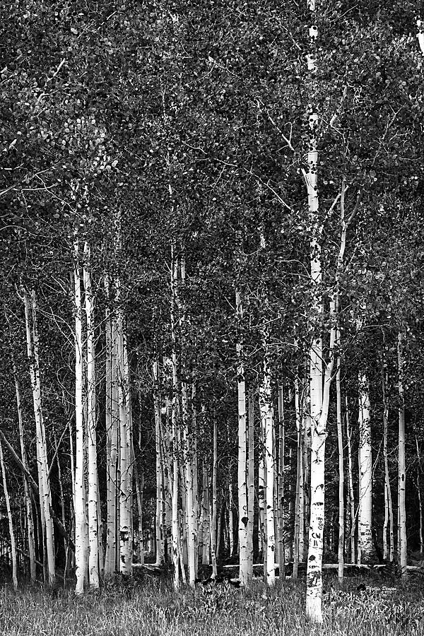 Aspen Grove Black And White Photograph by Phyllis Denton