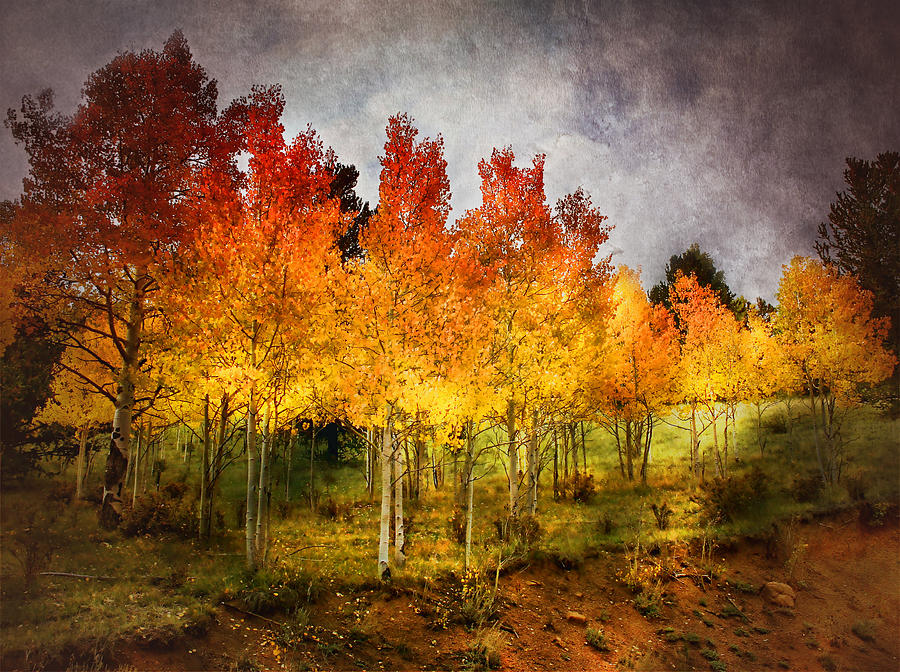 Aspen Grove in Autumn Photograph by Ellen Heaverlo
