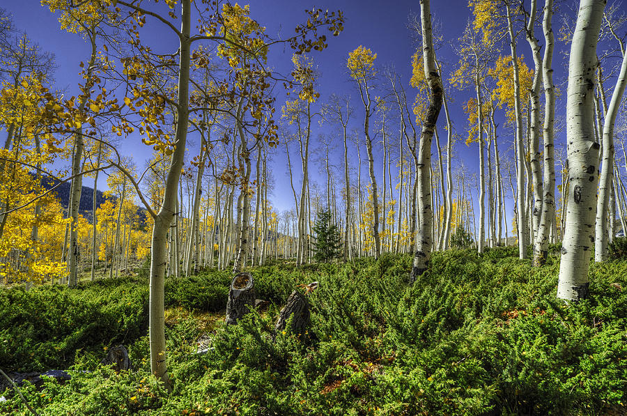 Hdr Photograph - Aspen Grove by Stephen Campbell