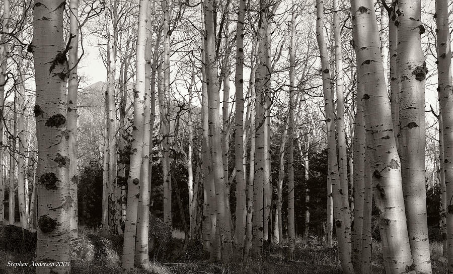 Aspen Grove by Stephen Andersen