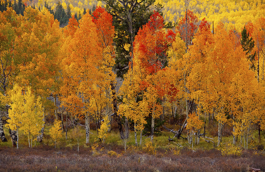 Aspen Grove Photograph by Tim Reaves
