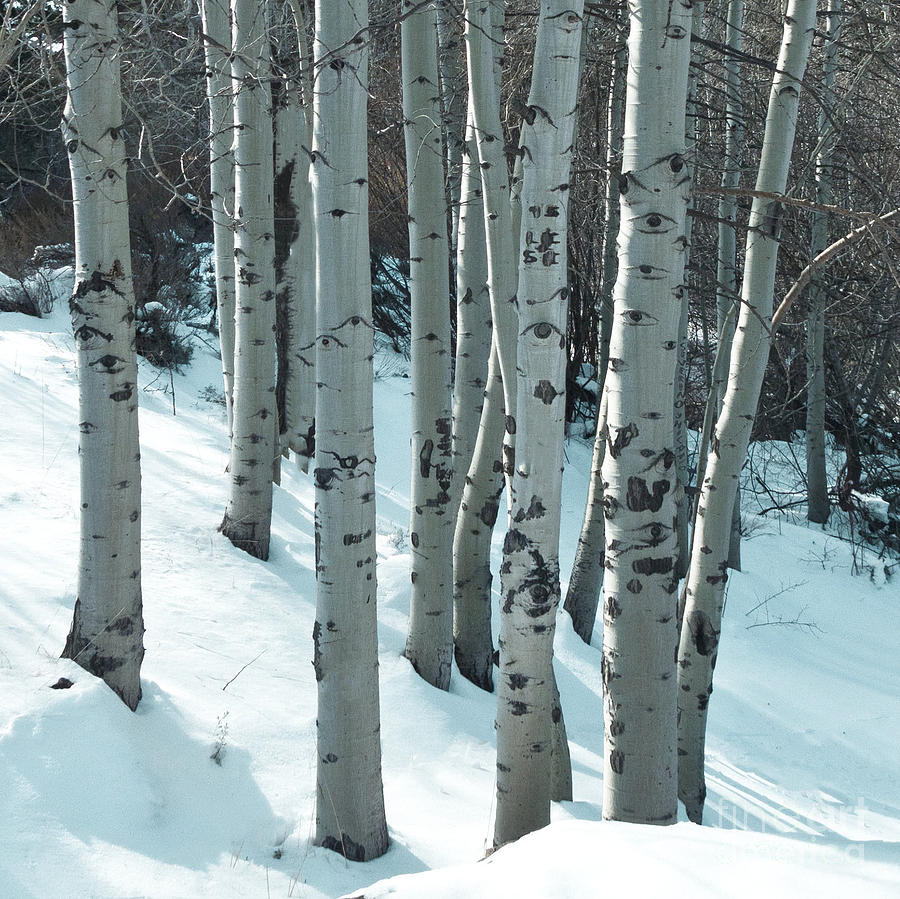 Aspen have Eyes Photograph by L J Oakes