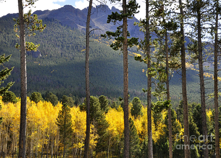 Nature Photograph - Aspen Heaven Longs Peak Area by Nava Thompson