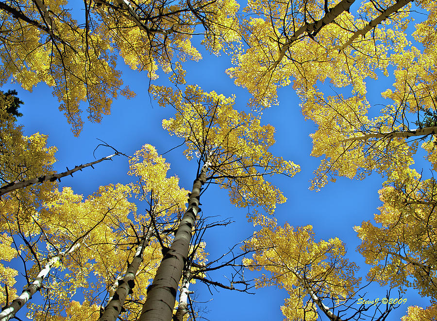 Aspen in the Sky Photograph by Stephen Johnson
