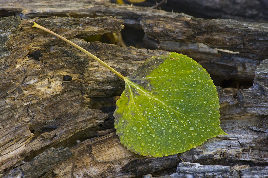 Aspen Leaf - 0824 Photograph by Jerry Owens