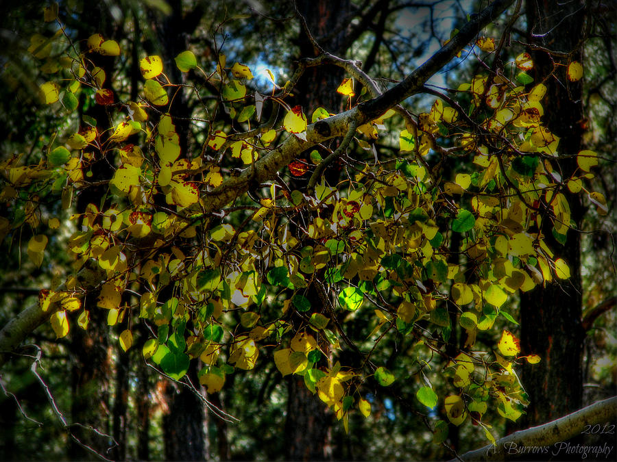 Aspen Leaves HDR Photograph by Aaron Burrows