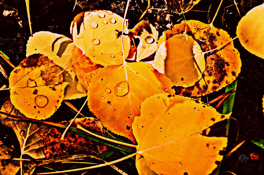 Fall Photograph - Aspen Leaves by Kathryn Ory