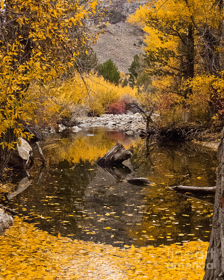 Aspen Leaves on Stream Photograph by L J Oakes